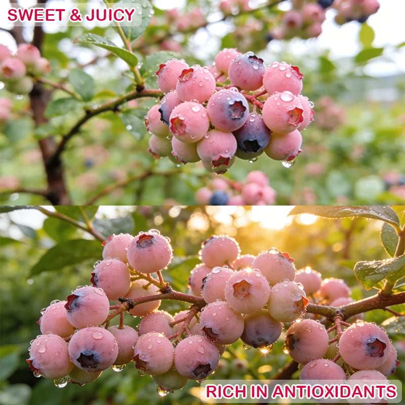 💟Premium Pink Blueberry Seeds-923