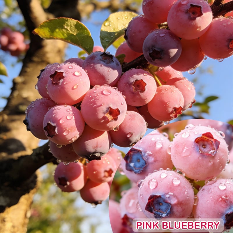 💟Premium Pink Blueberry Seeds-923