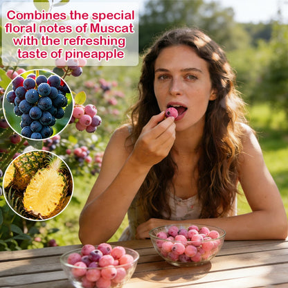 💟Premium Pink Blueberry Seeds-923